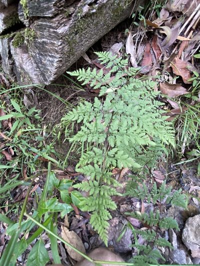 Cheilanthes tenuifolia, photographed by Greg Tasney