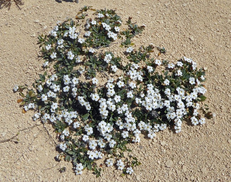 Myosotis colensoi, photographed by Peter de Lange