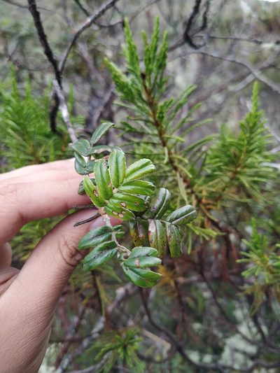 Polylepis quadrijuga, photographed by Andrés Ramírez-Barrera