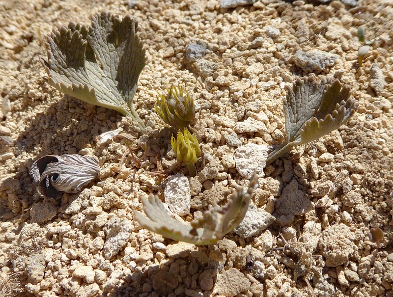 Ranunculus paucifolius, photographed by Peter de Lange