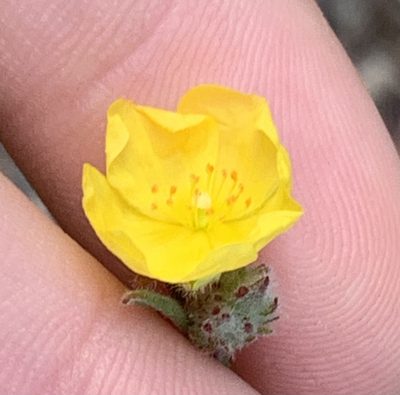 Crocanthemum corymbosum, photographed by natalie