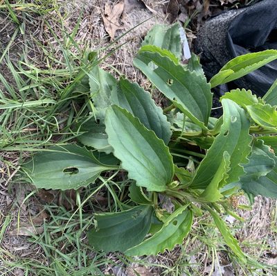 Arnoglossum floridanum, photographed by natalie
