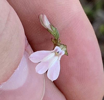 Lobelia paludosa, photographed by natalie