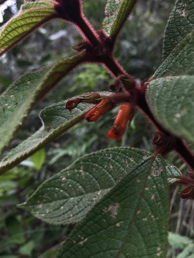 Besleria tuberculata, photographed by Nicolás Baresch Uribe