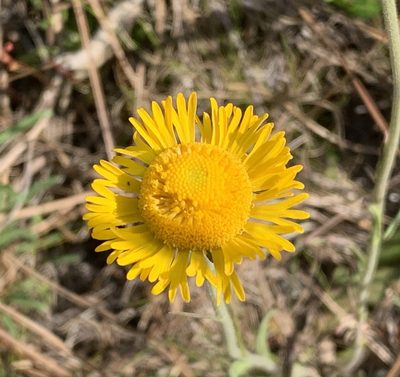 Helenium pinnatifidum, photographed by natalie