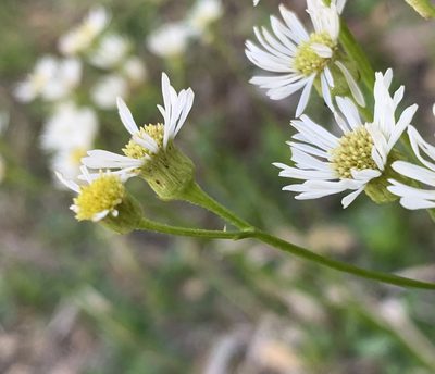 Erigeron vernus, photographed by natalie