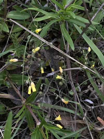 Physaria recurvata, photographed by Victor Engel
