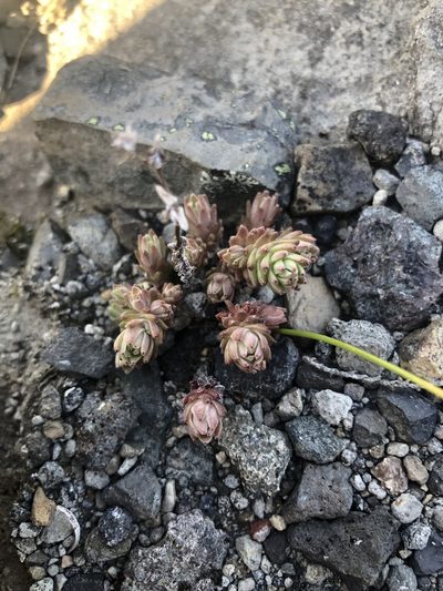 Sedum radiatum, photographed by Arvel Hernandez