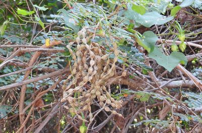 Pityrocarpa obliqua, photographed by Francisco Farriols Sarabia