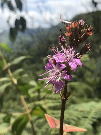 Tibouchina bipenicillata, photographed by Nicolás Baresch Uribe