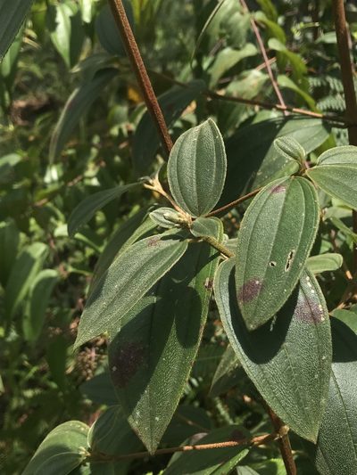 Tibouchina bipenicillata, photographed by Nicolás Baresch Uribe