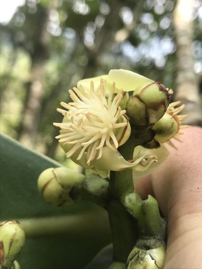 Clusia multiflora, photographed by Nicolás Baresch Uribe