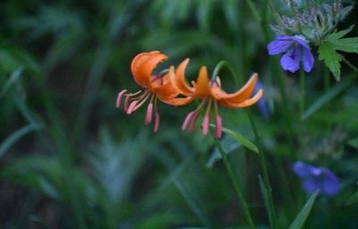 Lilium debile, photographed by Валерия Ковалева