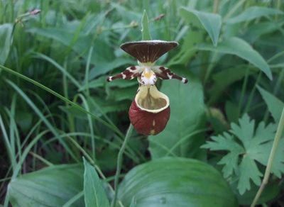Cypripedium yatabeanum, photographed by Валерия Ковалева