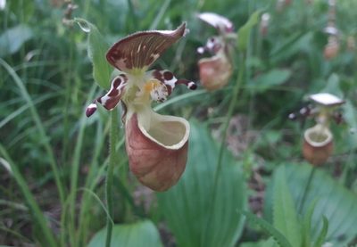 Cypripedium yatabeanum, photographed by Валерия Ковалева