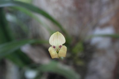 Maxillaria egertoniana, photographed by Ricard Busquets Reverte