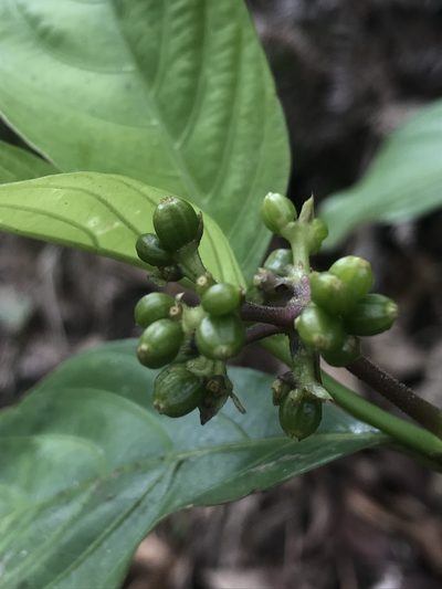 Palicourea gracilenta, photographed by Nicolás Baresch Uribe