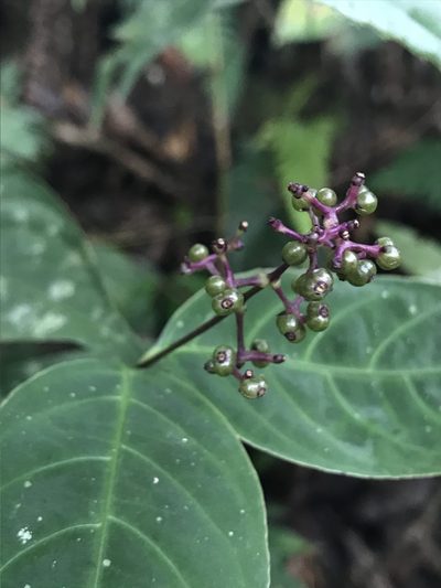 Palicourea deflexa, photographed by Nicolás Baresch Uribe