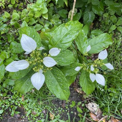 Mussaenda parviflora, photographed by Takaaki Hattori