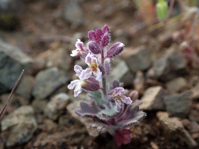 Streptanthus hispidus, photographed by Scott Yarger