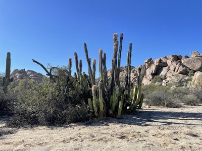 Lophocereus schottii, photographed by Jim Riley