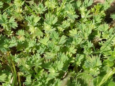 Alchemilla occidentalis, photographed by Ken-ichi Ueda