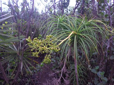 Dracaena cubensis, photographed by J. L. Gómez-Hechavarría