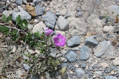 Hunzikeria texana, photographed by Francisco Martínez González