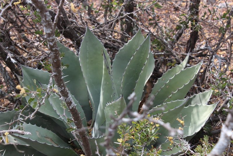 Agave ovatifolia, photographed by Francisco Martínez González
