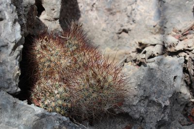 Pelecyphora emskoetteriana, photographed by Francisco Martínez González