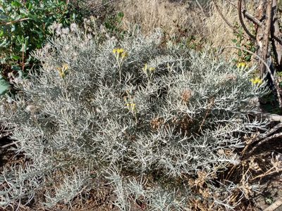 Senecio filaginoides, photographed by Nicolas Olejnik