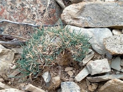 Agrostis muscosa, photographed by John Barkla