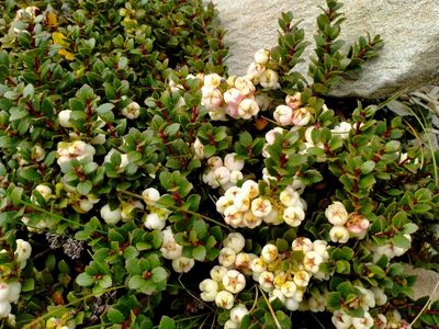 Gaultheria depressa, photographed by John Barkla
