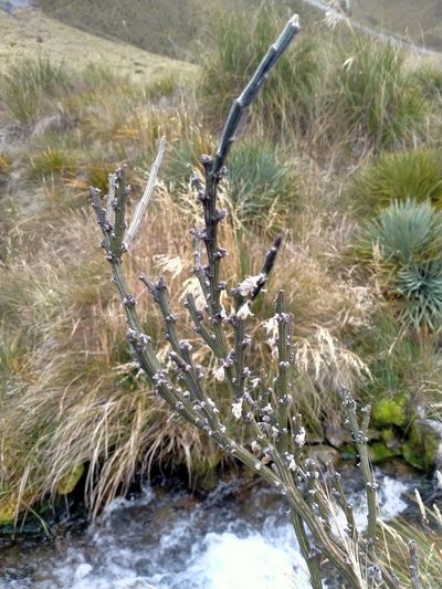 Carmichaelia crassicaulis, photographed by John Barkla