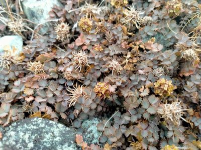 Acaena inermis, photographed by John Barkla