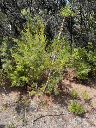 Melaleuca linearis, photographed by Pieter Pelser