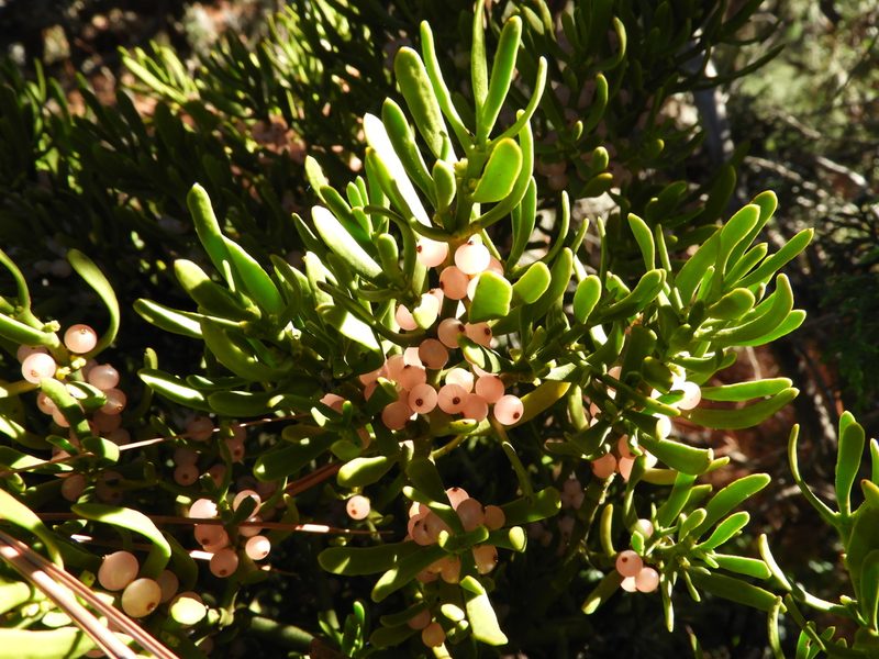 Phoradendron lanceolatum, photographed by Leticia Jiménez Hernández