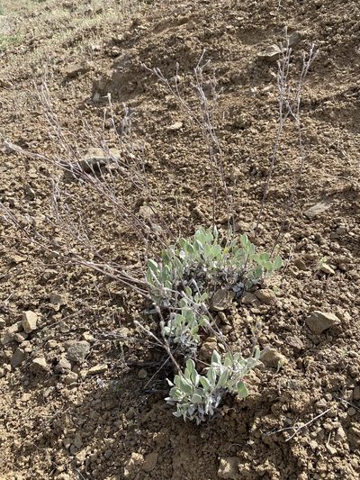 Eriogonum strictum, photographed by Matt Berger