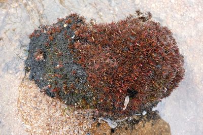 Centrolepis ciliata, photographed by Murray Dawson