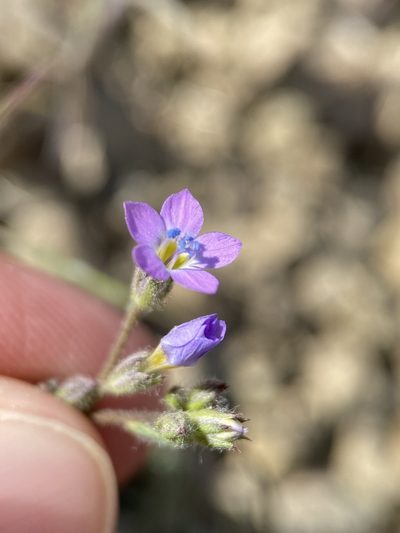 Gilia inconspicua, photographed by Matt Berger