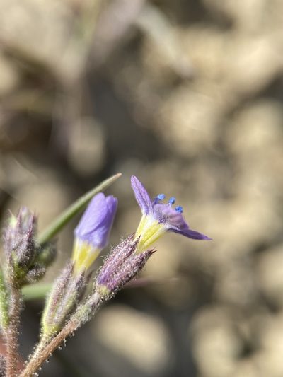 Gilia inconspicua, photographed by Matt Berger