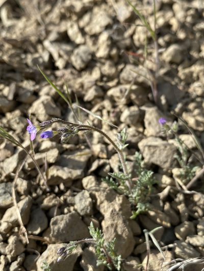 Gilia inconspicua, photographed by Matt Berger