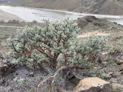 Artemisia rigida, photographed by Matt Berger