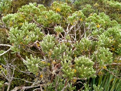Brachyglottis cassinioides, photographed by John Barkla