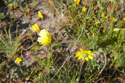 Malacothrix californica, photographed by paulexcoff