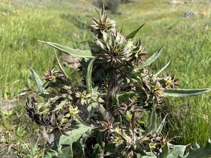 Cirsium fontinale, photographed by Annette Herz