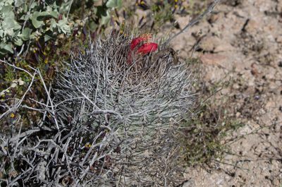 Oreocereus hempelianus, photographed by Jorge Herreros de Lartundo