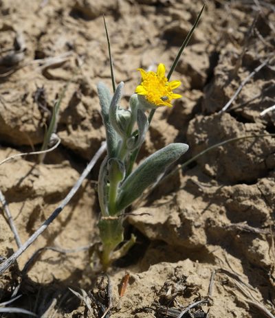 Monolopia stricta, photographed by paulexcoff
