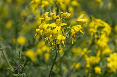 Solanum chilense, photographed by Jorge Herreros de Lartundo
