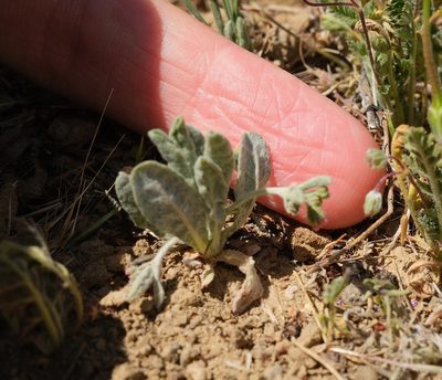 Eriogonum gracillimum, photographed by paulexcoff
